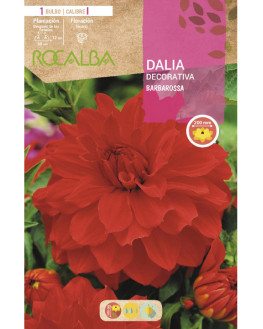 ROCA BARBAROSSA ROJO  EBDD8285