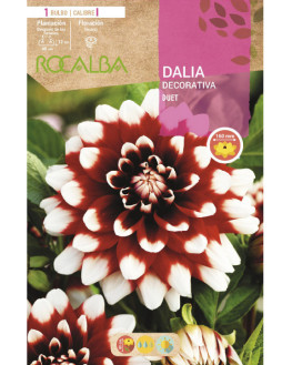 ROCA DUET ESCARLATA PUNTAS...