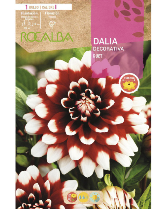 ROCA DUET ESCARLATA PUNTAS BLANCAS...