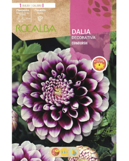 ROCA EDINBURGH VIOLETA...