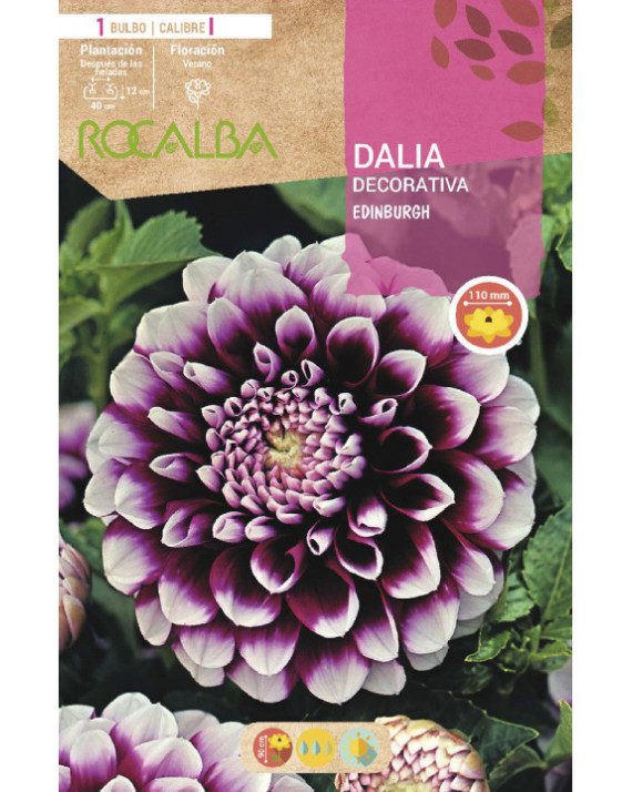 ROCA EDINBURGH VIOLETA PUNTAS BLANCAS...