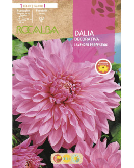 ROCA LAVENDER PERFECTION...