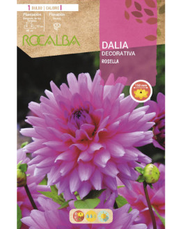 ROCA ROSELLA ROSA PURPURA...