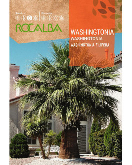ROCA WASHINGTONIA FNFC6730
