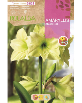 ROCA AMARYLLIS AMARILLO...
