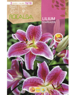 ROCA STARGAZER ROSA BORDE...