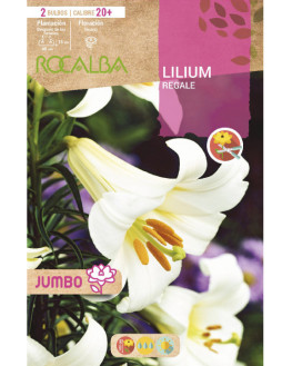 ROCA JUMBO REGALE BLANCO...