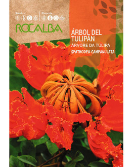 ROCA ARBOL DEL TULIPAN...