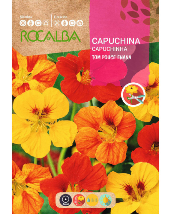 ROCA CAPUCHINA TOM POUCE ENANA FNFG6960