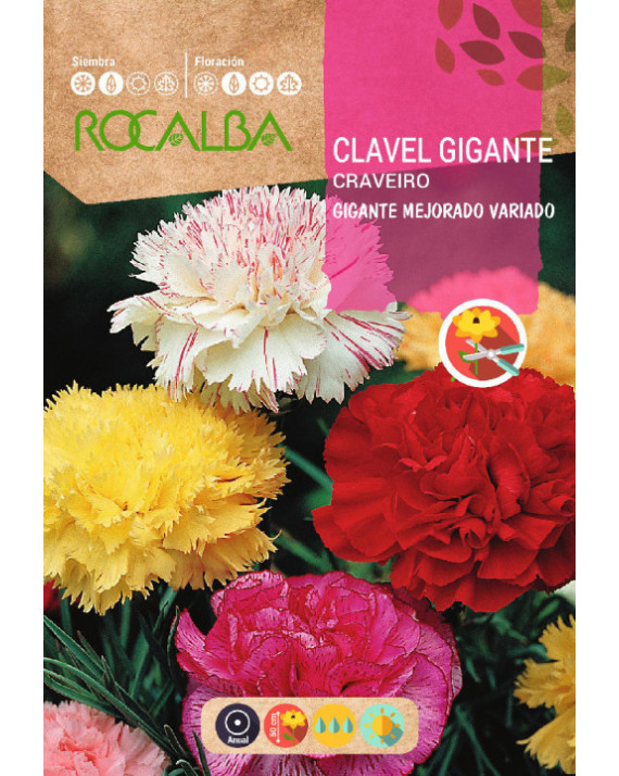 ROCA CLAVEL GIGANTE MEJORADO VARIADO...