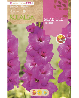 ROCA FIDELIO LILA EBGL8125