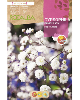 ROCA BRISTOL FAIRY...