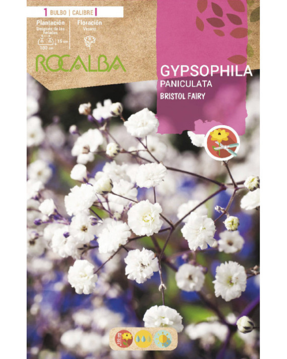 ROCA BRISTOL FAIRY (PANICULATA)...