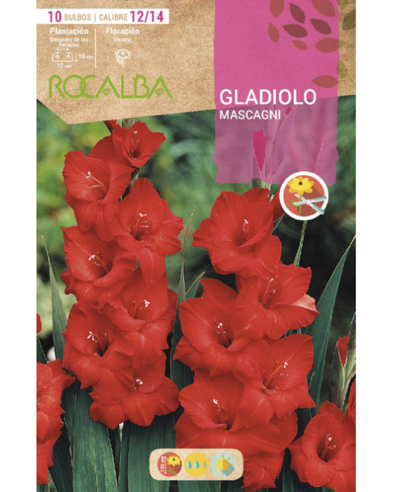 ROCA GLADIOLO MASCAGNI BOLSA