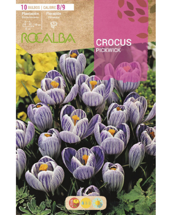 ROCA PICKWICK AZUL ESTRIADO DE BLANCO